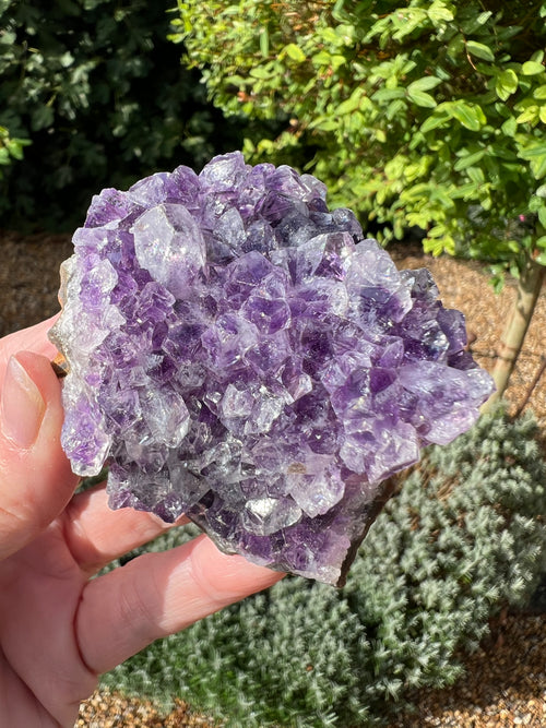 Amethyst Crystal Druze - AM28
